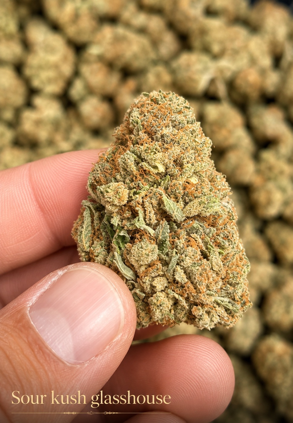 Fleur CBD Sour Kush Glasshouse Hempicurien