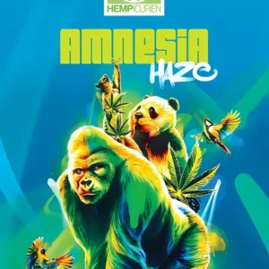 CBD Amnesia Haze