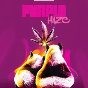 CBD Purple Haze